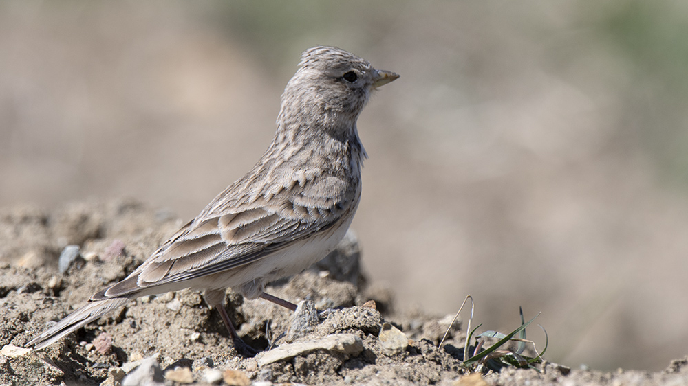 Turkestan Short-toed Lark